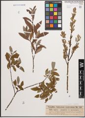 Foto von Salix caprea L. x Salix purpurea L.